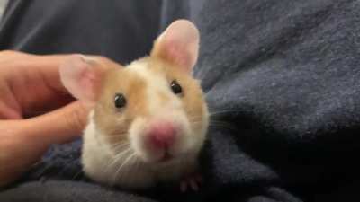 Popup ears