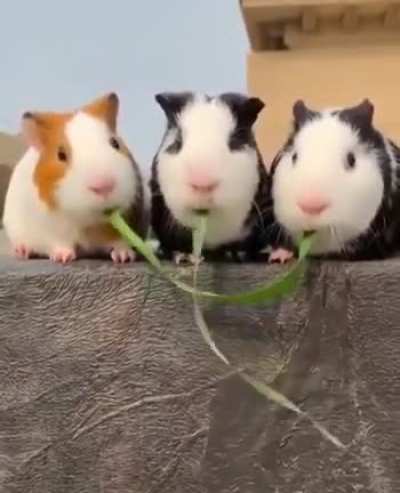 The middle one is so clever