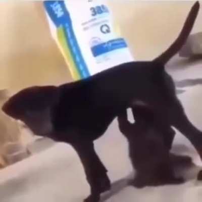 Puppy Drinks milk