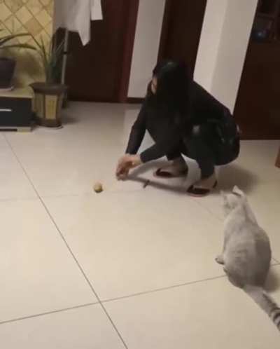 Will the cat chase the mouse?