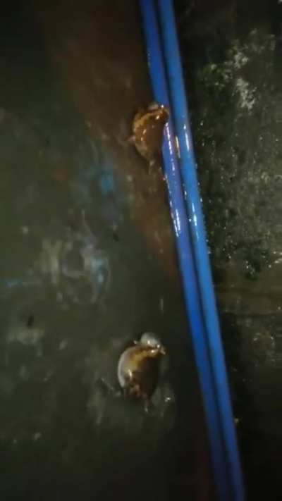 Frogs croaking