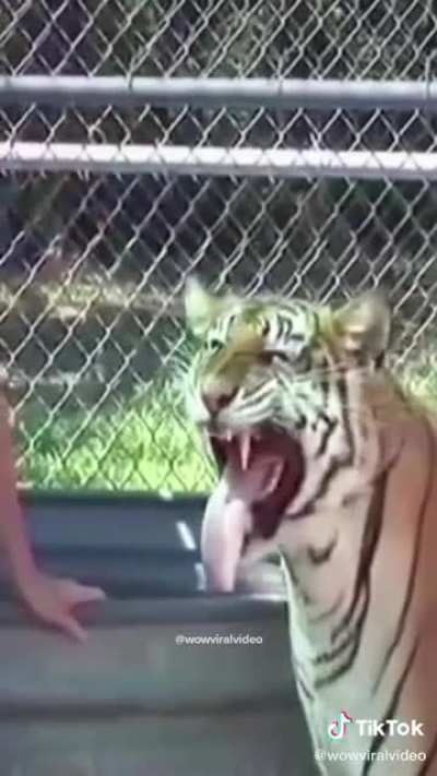 Woman and the tiger..