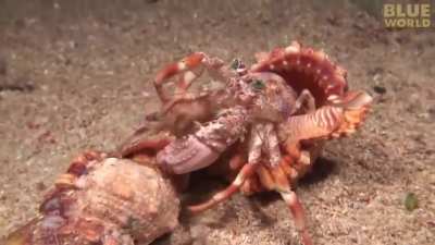 Hermit crabs and sea anemones have been observed to have symbiotic relationships. When the hermit crab finds a roomier home to live in, it will abandon its old shell and transfer to the new one. The hermit crab will also transfer sea anemones from the old