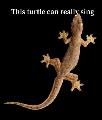 It can really sing