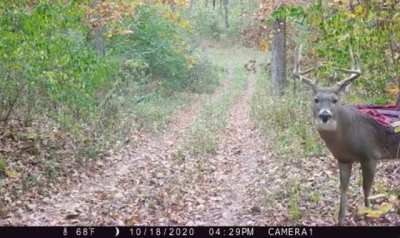 Oh deer😳😳😳