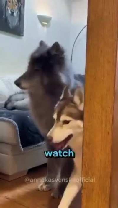 Wolves and wolfdogs don't bark, they puff