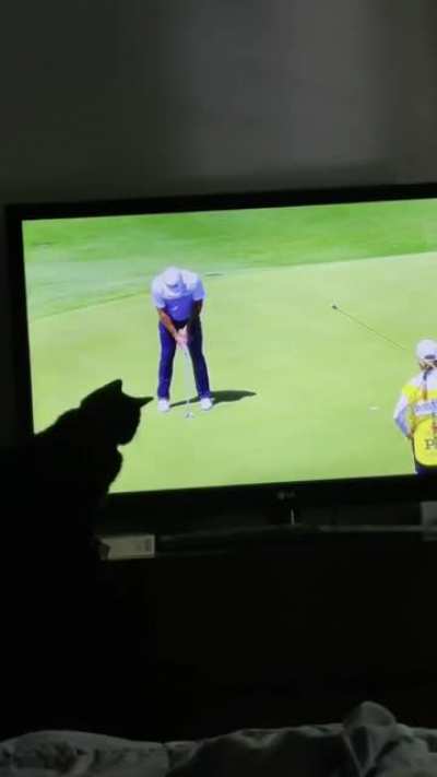 Our oldest cat loves to watch golf. She even follows the ball as it flies through the air, but seemed particularly interested in this putt.