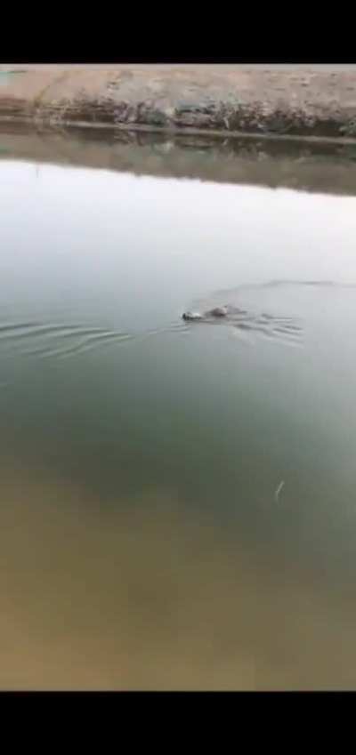 Rabbits can swim. I learned their ears go in to swim mode when they do