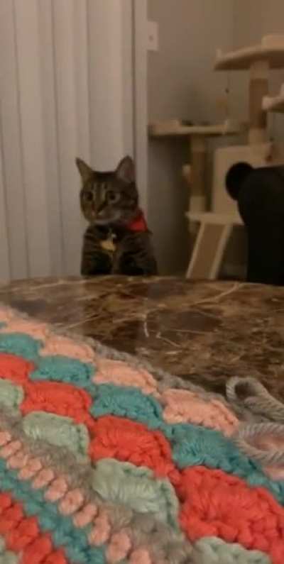 quick taps of a thief
