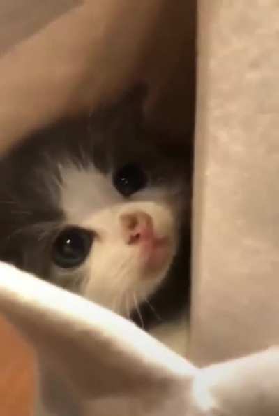 Adorable