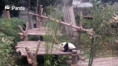 Hugging Panda