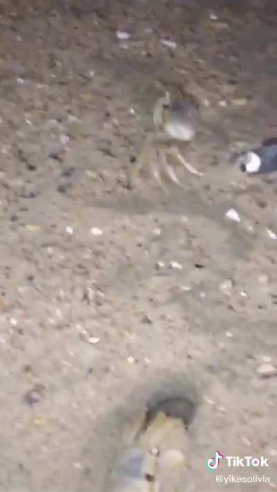 This tik tok