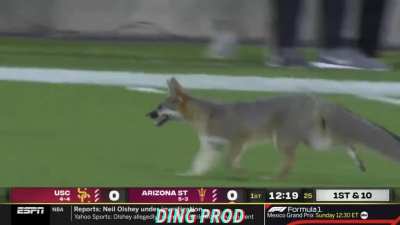 Fox runs onto football field.