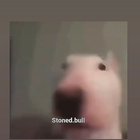 Un capo deigamer