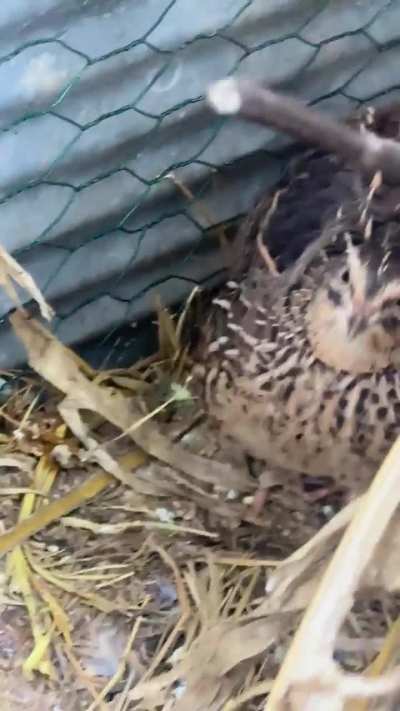 Mother Hen making Defensive Noises…