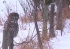 Majestic owl