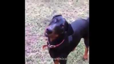 Comrade Dog