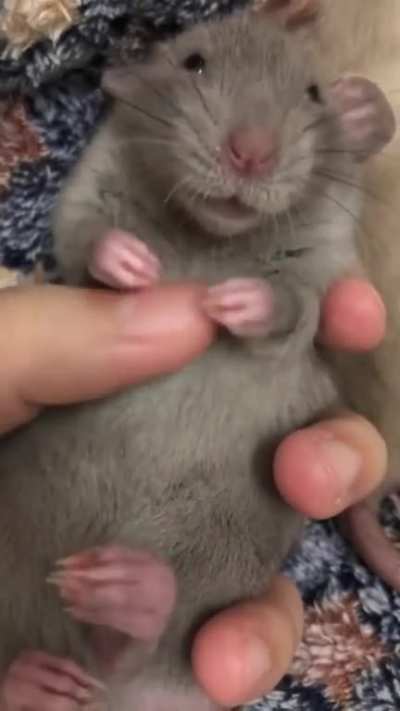 Belly rubbings!