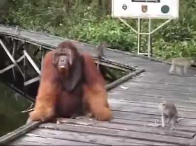 To Steal A Piece Of Banana