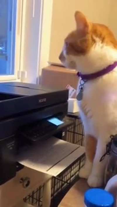 Cats really be scared of everything