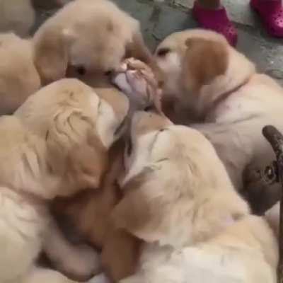 we wuv you