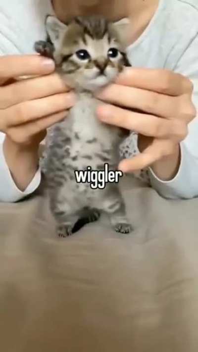 Wiggler