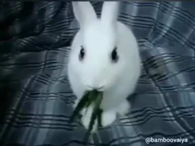Easter Bunny Fights In Defense Of Woman Outside Orlando, Florida Bar