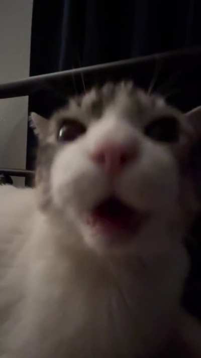 meow