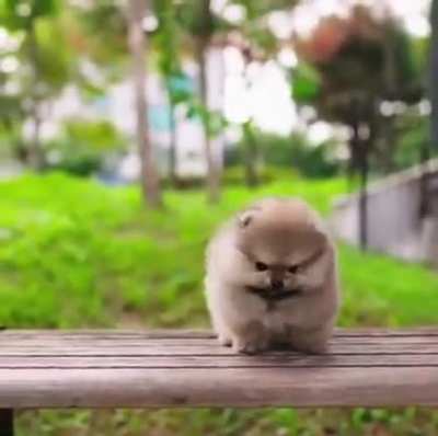 Hund? Meerschweinchen? Hamster? Wollkartoffel? Man weiß es nicht so genau..