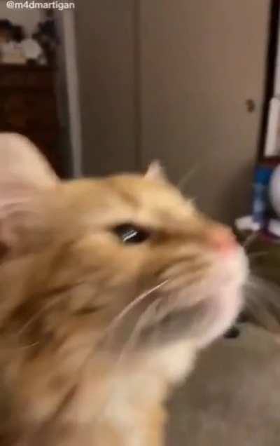 Cat brain freeze