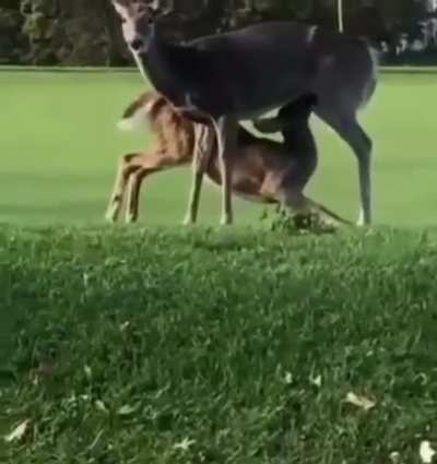 deer