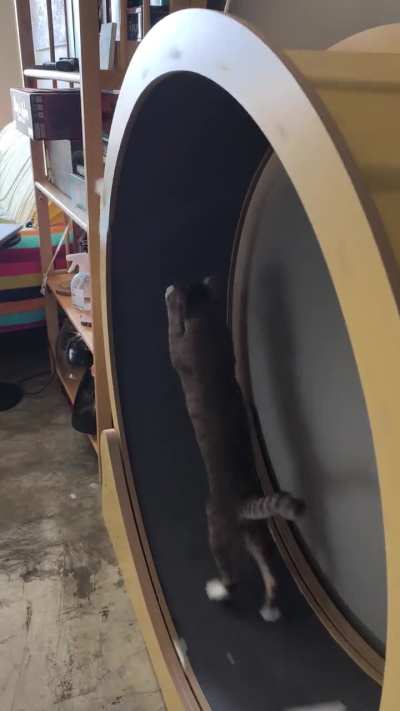 Toph is starting to learn how to use the Cat Wheel! Meanwhile, my other two seeing cats refuse to learn.