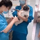Does it count for dogs?