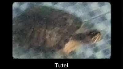 🐢🐢