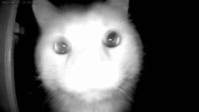 Got a new petcamera..