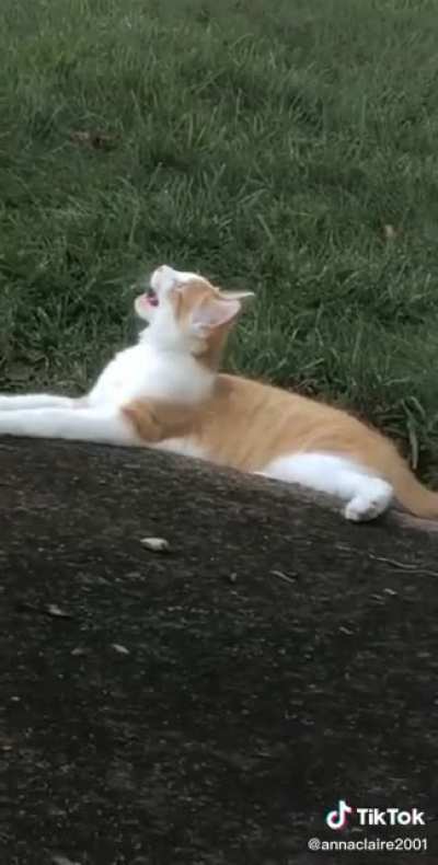 Too much catnip?