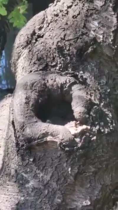 Peekaboo surprise