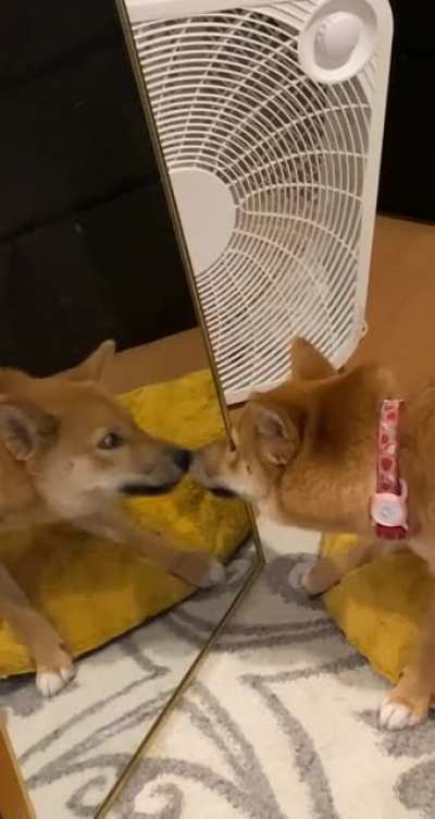 Shiba VS mirror