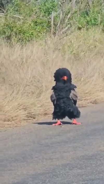 Nice bird costume