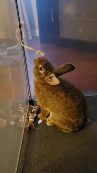Naturally, she prefers a piece of twine to my beautifully hand-crafted snack holder stuffed with her favorite pellets... Naturally. 😒