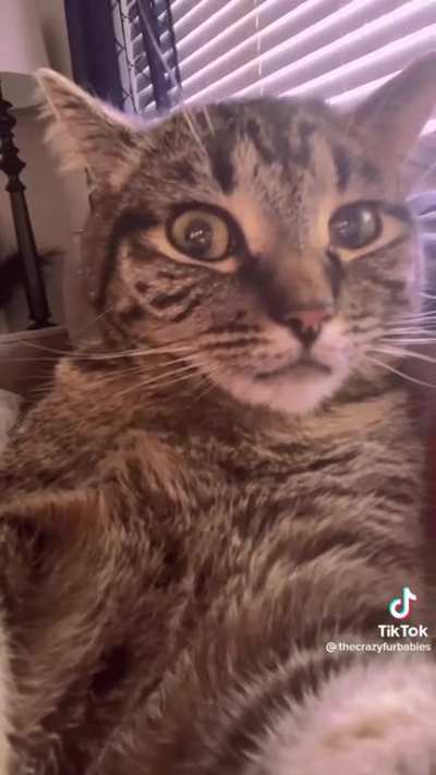 Not. A. Cat.