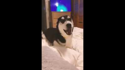 Dramatic Husky's Behaviour | Husky Puppy Compilation | Siberian Huskies