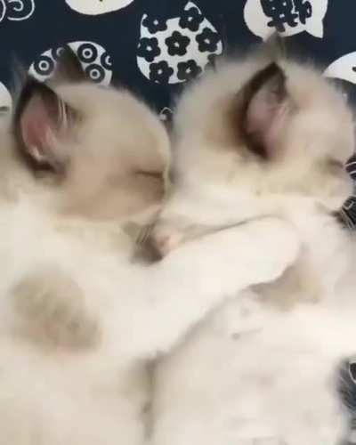 Котики