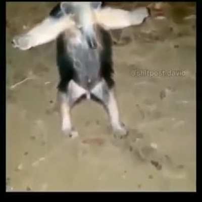 Dog glitch