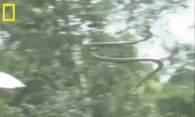🔥 The chrysopelea, or flying snake, can glide as many as 100 meters through the air