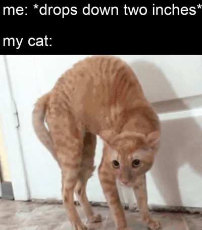 the sequel to drops down dog meme