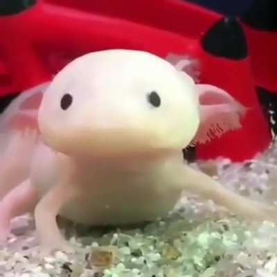 The incredible reflexes of the axolotl