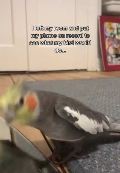 Rockatiel