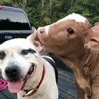 Serial lickers