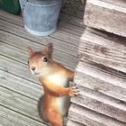 Squirrel thinks it can carry three nuts, not only two 😂